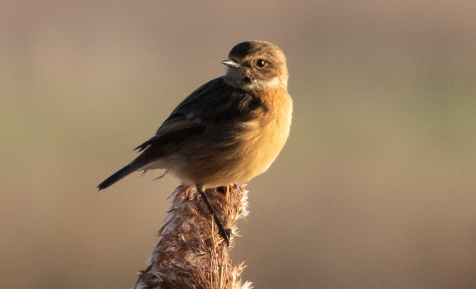 הרם את משחק הדוא"ל שלך: כיצד Gmail יכול לשפר את העסק שלך