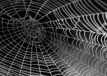 מדוע SiteGround היא הבחירה המובילה לאירוח לעסקים קטנים