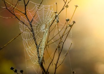 ניצול הכוח של אירוח ידידותי לסביבה: צלילה עמוקה לתוך GreenGeeks