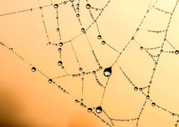 סקירת אירוח של InMotion: האם זו הבחירה הנכונה עבור האתר שלך?