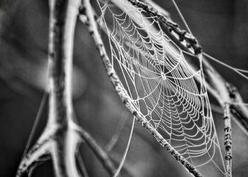 סקירת iPage: האם פלטפורמת אירוח זו שווה את ההשקעה שלך בשנת 2023?