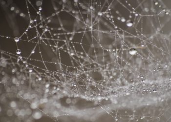 המדריך המלא לבחירת שירותי אחסון אתרים לאתרי מסחר: 5 גורמים שכדאי לקחת בחשבון