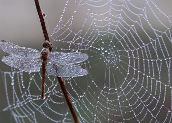 המדריך השלם: איך לבחור אירוח אתרים מתאים לעסק הקטן שלך