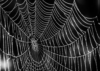 10 שירותי אירוח אתרים במחירים סבירים ביותר עבור התקציב שלך בשנת 2024