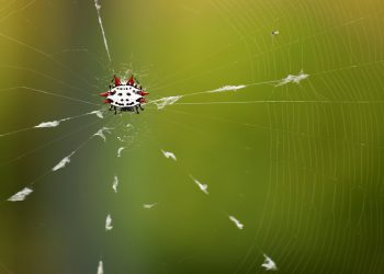 כמובן! הנה כמה כותרות אפשריות למאמרים על אירוח אתרים עם נפח בלתי מוגבל: