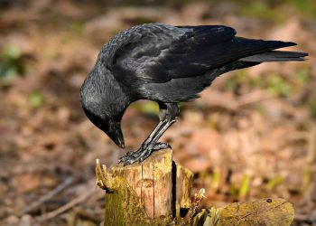 שדרגו את התקשורת העסקית שלכם עם ג׳ימייל עסקי
