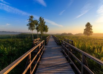 שרת ייעודי מול אירוח שיתופי: מהו הפתרון המתאים לעסק שלך?
