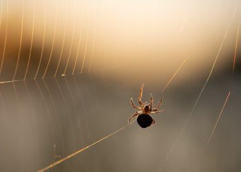 המדריך המלא לאירוח אתרים בישראל: כיצד לבחור את הספק המתאים?