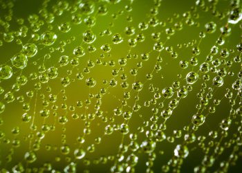 המדריך השלם לבחירת שירות אירוח אתרים לוורדפרס: מה צריך לדעת?