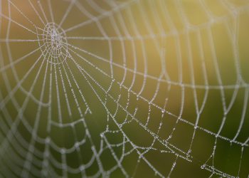 סקירת Kinsta: פתרון אירוח וורדפרס המנוהל האולטימטיבי