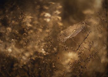 פתיחת ביצועים: כיצד Jet Server משנה את אירוח הענן