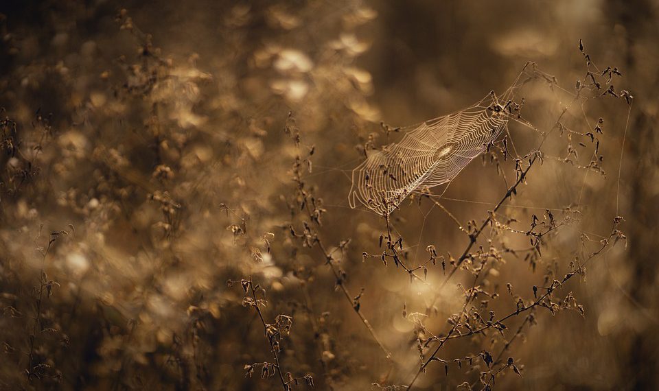 פתיחת ביצועים: כיצד Jet Server משנה את אירוח הענן