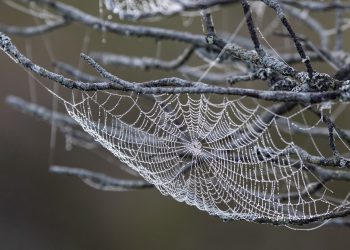 שחרור כוחו של אירוח בענן: מדריך מקיף ל-Cloudways