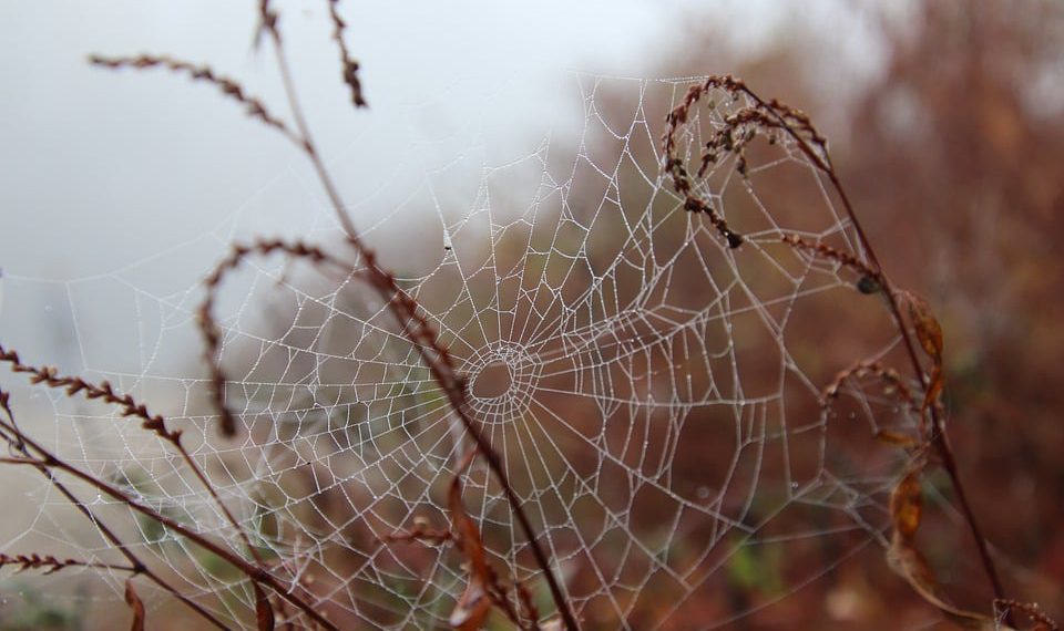 אירוח אתרים עם תמיכה טכנית 24/7: כיצד לבחור את הספק הנכון?