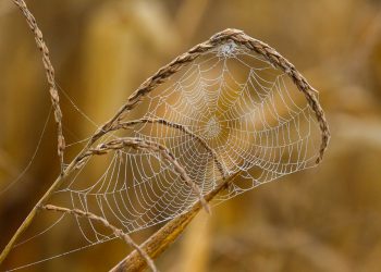 החוסן שבאתרים: מדוע אחסון אתרים עם SSL הוא הבחירה הנכונה