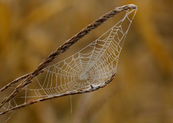 מהירות שחרור: כיצד מנוע WP הופך את אירוח וורדפרס