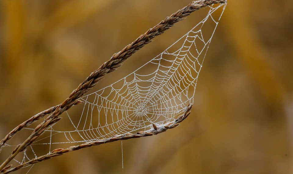 מהירות שחרור: כיצד מנוע WP הופך את אירוח וורדפרס