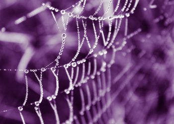 מדוע HostGator הוא פתרון האירוח המומלץ לעסקים קטנים