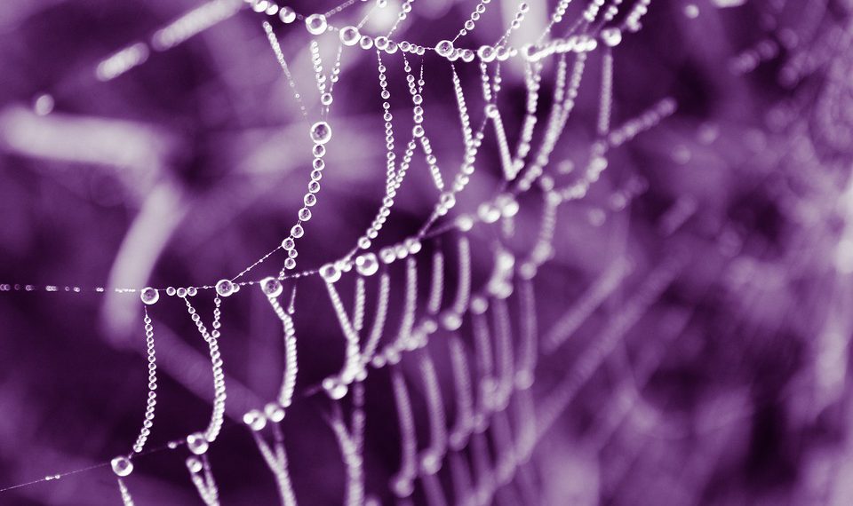 מדוע HostGator הוא פתרון האירוח המומלץ לעסקים קטנים