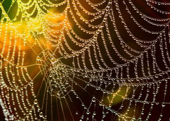 GoDaddy משחרר כלים חדשים ליזמים: מה שאתה צריך לדעת