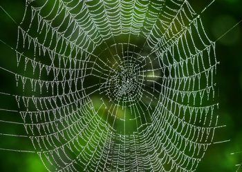 DreamHost: סקירה מקיפה של תכונות, תמחור וביצועים