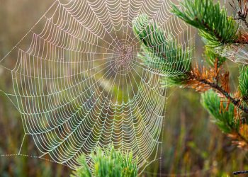 לא יודעים איך לבחור אירוח אתרים? 10 טיפים שיחסכו לכם זמן וכסף!