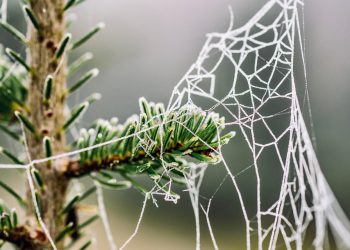 אירוח שיתופי מול שרת ייעודי: יתרונות וחסרונות לכל בחירה