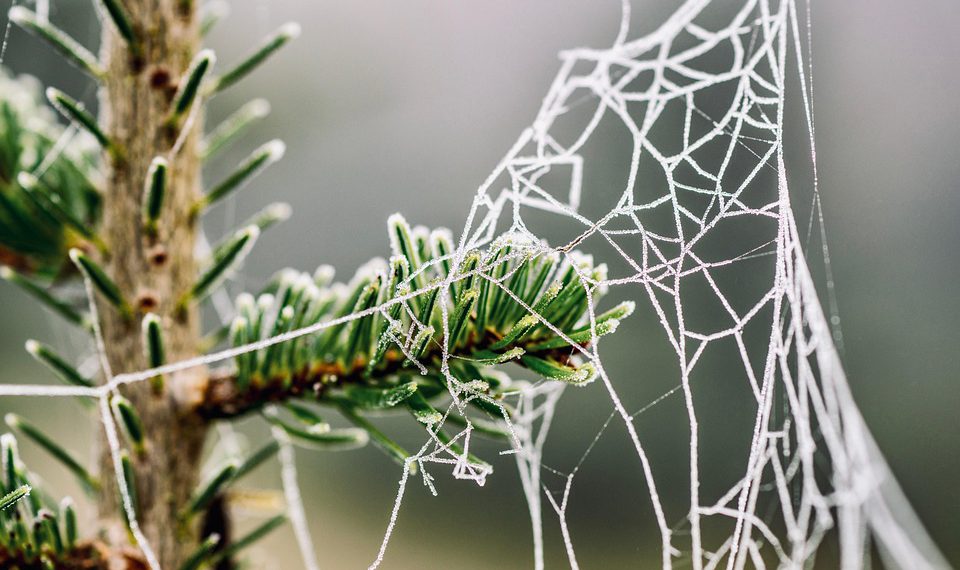 אירוח שיתופי מול שרת ייעודי: יתרונות וחסרונות לכל בחירה