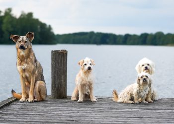 אילו תכונות קריטיות לחפש בעת בחירת אירוח אתרים בוורדפרס?