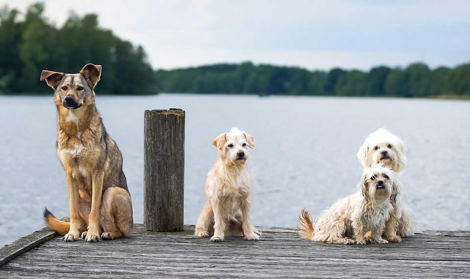 אילו תכונות קריטיות לחפש בעת בחירת אירוח אתרים בוורדפרס?