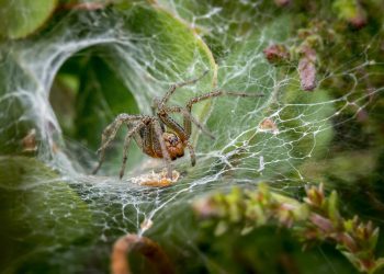 כיצד לבחור את אירוח אתרים זול המתאים לעסק שלך