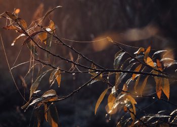 סקירת Bluehost: האם זה פתרון האירוח המתאים לאתר שלך?