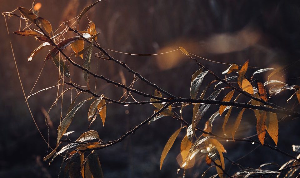 סקירת Bluehost: האם זה פתרון האירוח המתאים לאתר שלך?