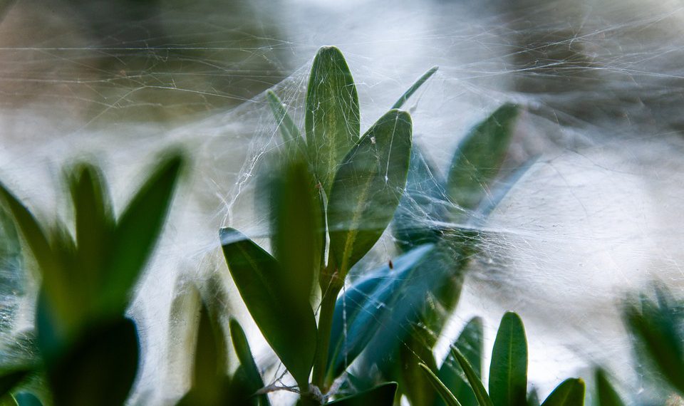 פירוק התכונות של InMotion Hosting: מה מייחד אותה?