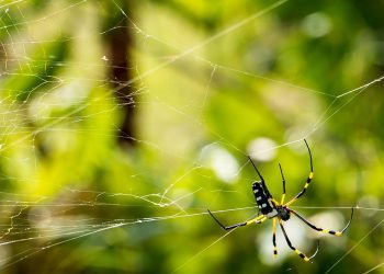 עימות אירוח אתרים: השוואה מקיפה בין מובילי תעשייה