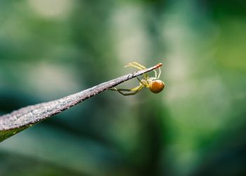 מדוע DreamHost היא הבחירה המתאימה לעסקים קטנים ולסטארט-אפים