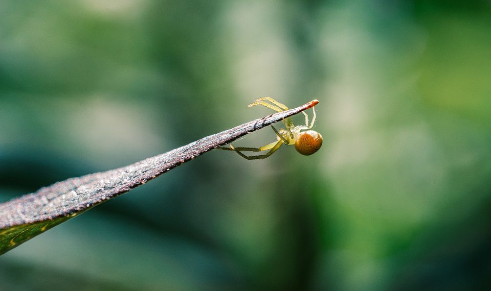 מדוע DreamHost היא הבחירה המתאימה לעסקים קטנים ולסטארט-אפים