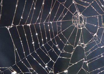 5 דרכים לשפר את נראות העסק שלך עם אירוח אתרים איכותי