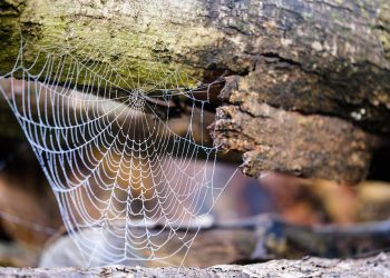 איפה לארח את האתר שלך? הבחירות המובילות בשוק האירוח הישראלי
