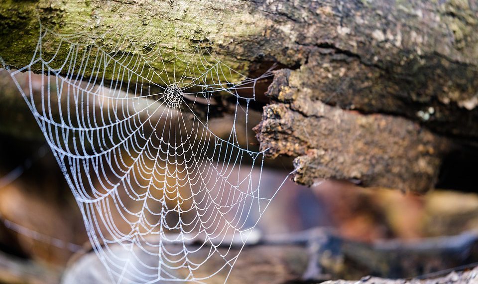 איפה לארח את האתר שלך? הבחירות המובילות בשוק האירוח הישראלי
