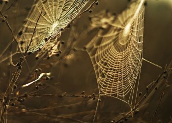 WP Engine לעומת מתחרים: מציאת פתרון האירוח הטוב ביותר של וורדפרס