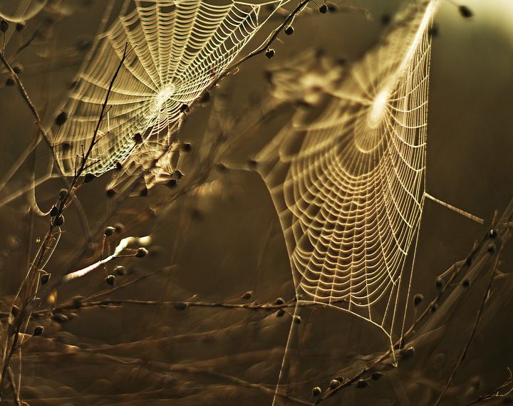 WP Engine לעומת מתחרים: מציאת פתרון האירוח הטוב ביותר של וורדפרס