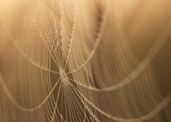 מהירות חשובה: כיצד מתכננת הטורבו של A2 Hosting מתגבשת מול התחרות