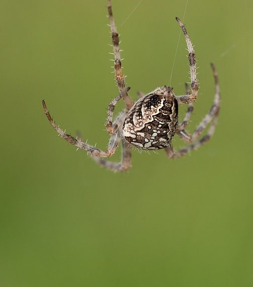 חקר DreamHost של DreamHost: הפיתרון האולטימטיבי לאירוח וורדפרס