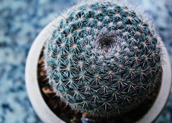 איך לבחור את השרת הווירטואלי המתאים לעסק הקטן שלך?