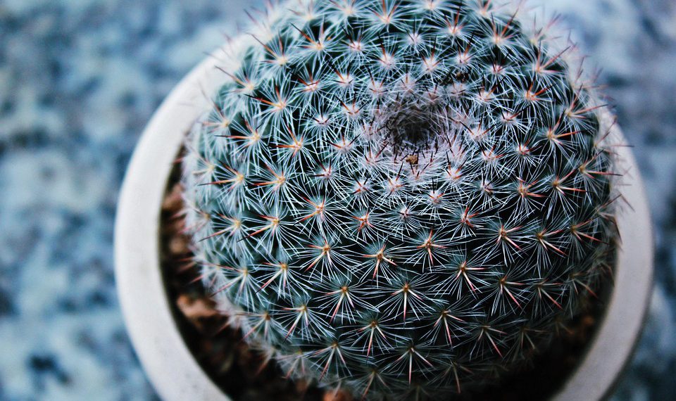 איך לבחור את השרת הווירטואלי המתאים לעסק הקטן שלך?