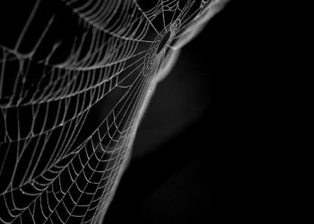 5 התכונות המובילות של iPage המבדילות אותו משירותי אירוח אתרים אחרים