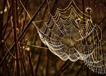 המדריך המלא לאירוח אתר האינטרנט שלך עם Hostinger: טיפים וטריקים