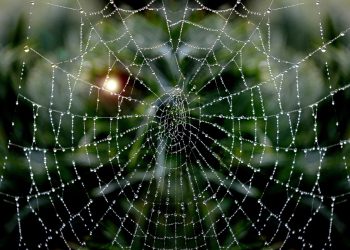 בחירת מארח האינטרנט הטוב ביותר: השוואה בין תכונות, תמחור וביצועים