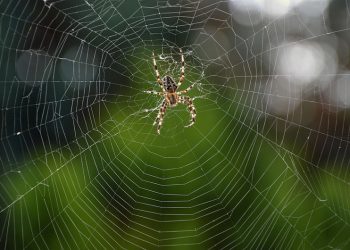הבנת היתרונות של אירוח וורדפרס מנוהל עם Siteground